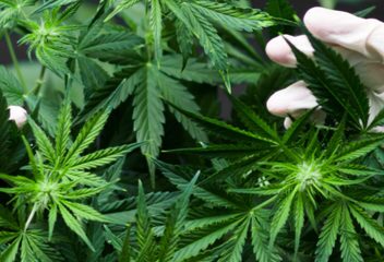 What Do Cannabinoids Do In The Brain?