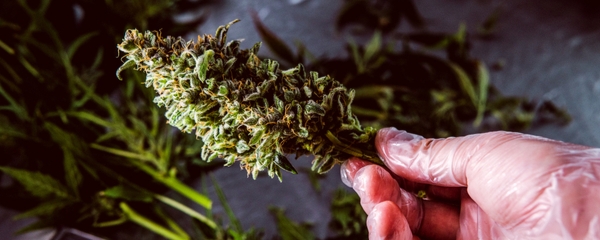 What Is A Cannabinoid Drug?