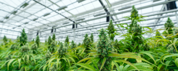 How Much Is A Grow License In Colorado?