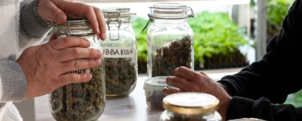 What Is A Marijuana Dispensary?