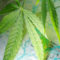 What Is The Best Marijuana Dispensary Near Me?