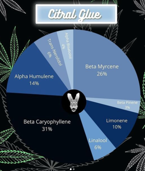 Twisted Roo Dispensary – Moore